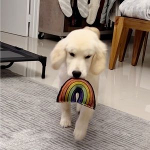 New  Rainbow Suede Dog Toy Sunshine